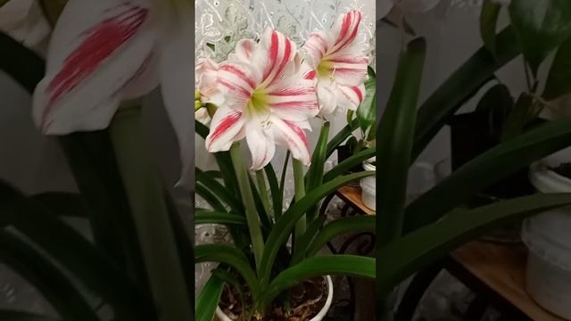 Выращивание гиппеаструма смотреть онлайн