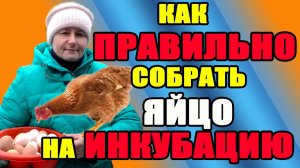 Как собрать яйцо на инкубацию. Как я избавилась в  курятнике от влажности.