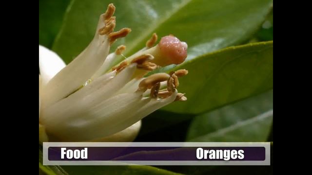 Foods / Plants Honey Bees Pollinate смотреть онлайн