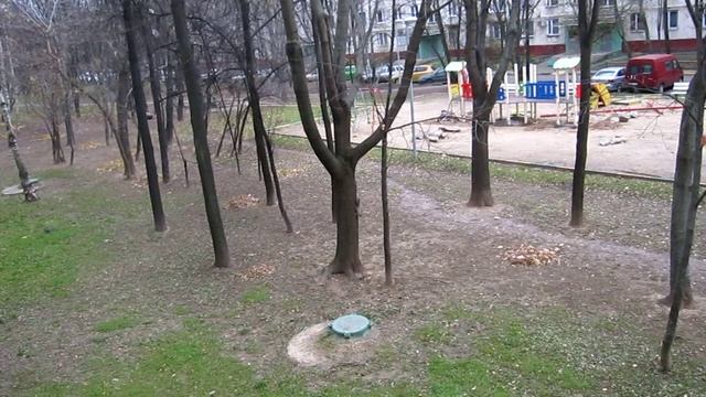 "Белки играют в прятки." смотреть онлайн