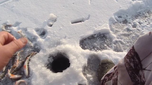 ПЕРВЫЙ ЛЁД 2021- 22 НА ВОДОХРАНИЛИЩЕ. СУМАСШЕДШИЙ КЛЕВ. МЕШОК РЫБЫ! смотреть онлайн