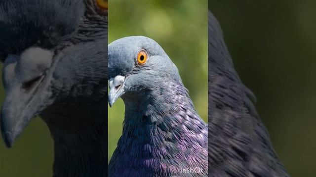 ГОЛУБЬ БЬЁТСЯ В ОКНО. ИНГА ХОСРОЕВА. ВЕДЬМИНА ИЗБА. смотреть онлайн