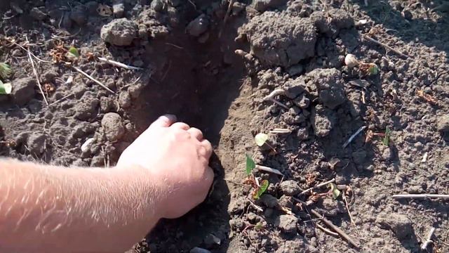 01.06.19 Подсолнух Римисол смотреть онлайн