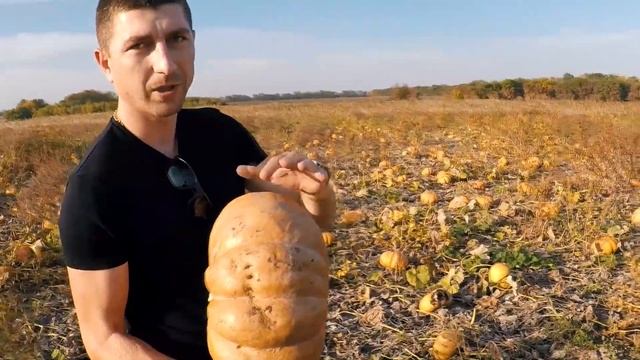 Самая сладкая Тыква Мускат Де Прованс. Германия смотреть онлайн