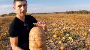 Самая сладкая Тыква Мускат Де Прованс. Германия