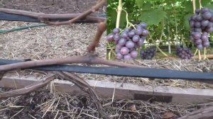 Виноград ,у которых лоза не вызрела  от слова - вообще .