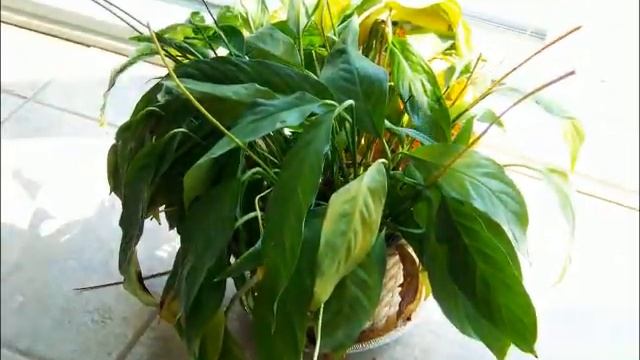 Thirsty plant / Plante assoiffée смотреть онлайн