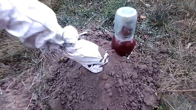 Укрытие винограда на весу. Эксперемент. смотреть онлайн