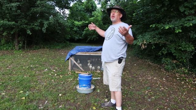 Cornish Cross Chickens from Start to Finish смотреть онлайн