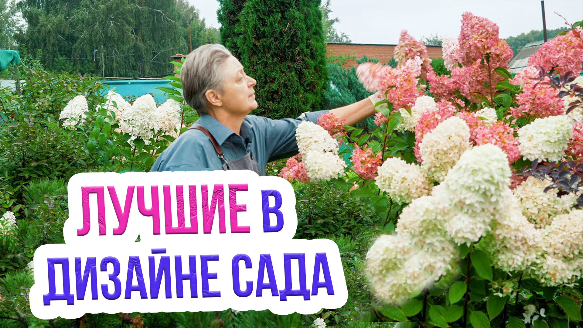 Лучшие сорта гортензии метельчатой для Сибири. Гортензии для Сибири смотреть онлайн