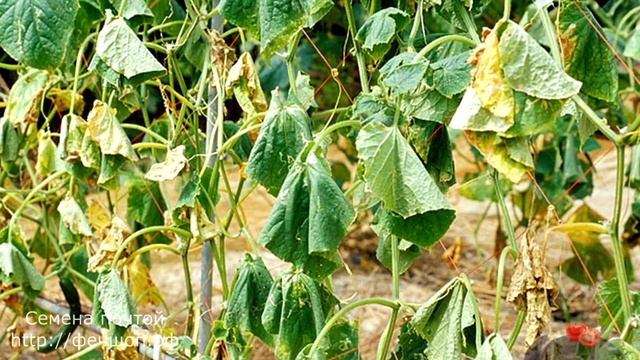 Причины, если листья огурцов желтеют смотреть онлайн
