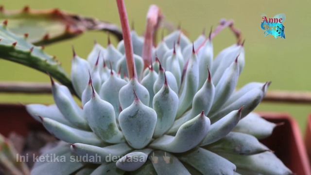 Echeveria Cuspidata Var Zaragozae Dan Kalanchoe Rhombopilosa 多肉植物| 다육이들