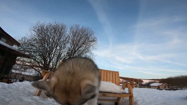 Говорящая собака | Хаски с виду только взрослые, а в душе щенки | HUSKY VLOG смотреть онлайн