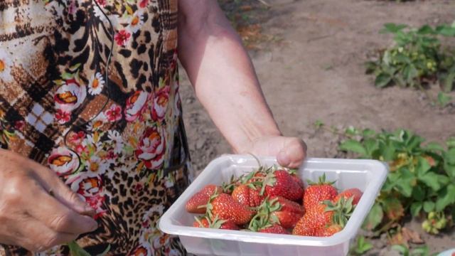 Клубника. Описание сорта Дочь Берегини. Айтжанова Светлана Дмитриевна о сортах земляники. смотреть онлайн