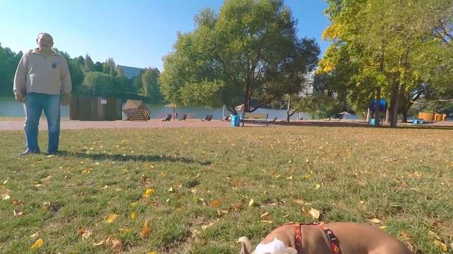 ЗНАКОМСТВО с ПИТБУЛЕМ/ Реакция ПИТБУЛЯ на РЕБЁНКА смотреть онлайн