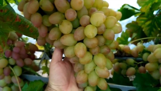 Виноград София,ожоги ягод смотреть онлайн