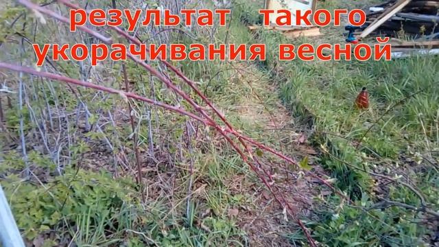 Черная малина кумберленд Обрезка летом смотреть онлайн