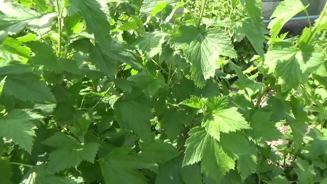 Малина,смородина.Чистые и нежные собираем листья.Готовим зимний чай. смотреть онлайн