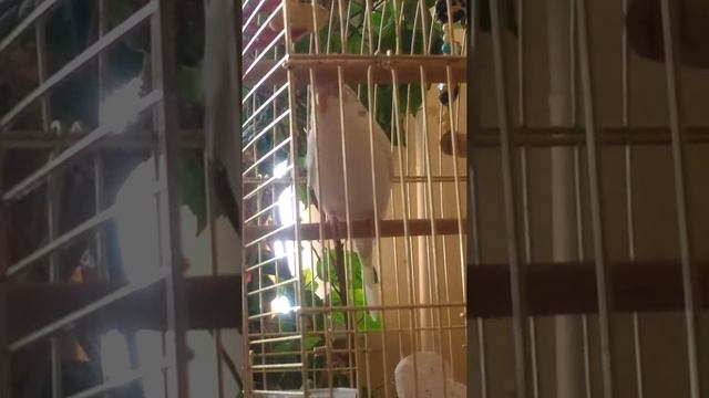 Попугай чихает смотреть онлайн