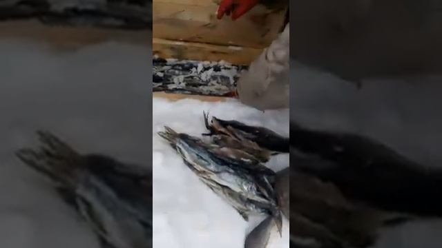 Посол мелкой рыбы сухим способом в зиму смотреть онлайн