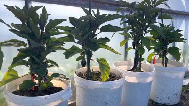 Обзор перец болгарский. Подкормка по листу. Баклажаны в вёдрах. смотреть онлайн