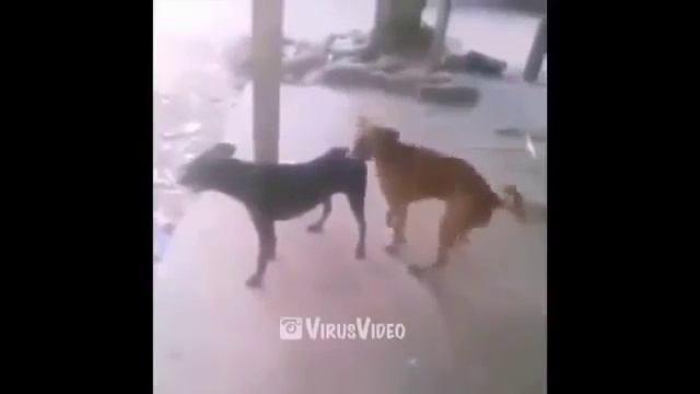 Животные няшки смотреть онлайн