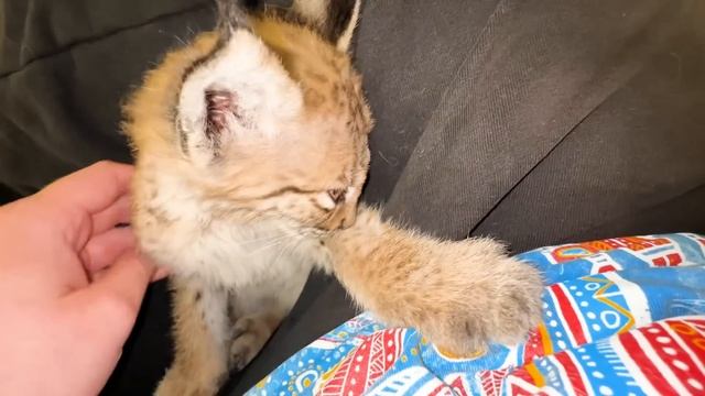 Маленькая рысь ПЕРЕСТАЛА ХОДИТЬ и ей РЕЗКО СТАЛО ХУЖЕ! Надеемся, что она СМОЖЕТ ВЫКАРАБКАТЬСЯ! смотреть онлайн