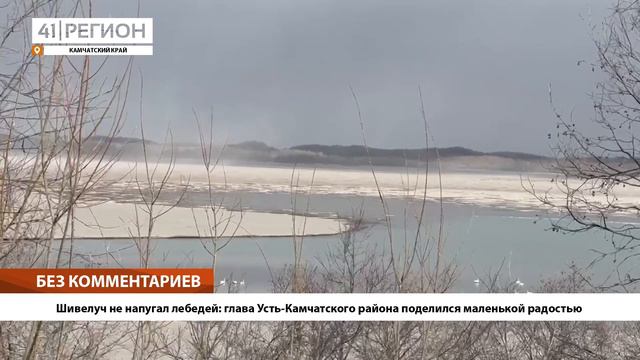 •Шивелуч не напугал лебедей: глава Усть-Камчатского района поделился маленькой радостью • смотреть онлайн