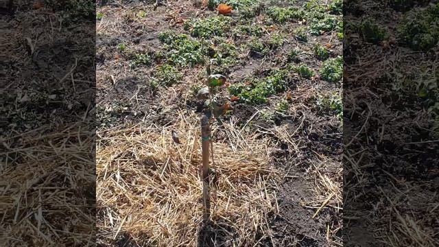 Фундук! Посадка саджанців,частина 2. #фундук #2023 #посадка смотреть онлайн