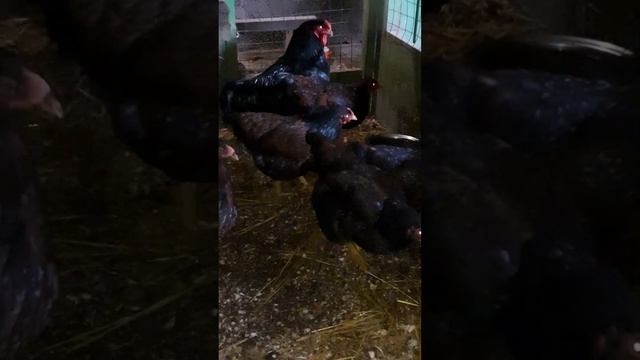 куры Корниш или Индийский бойцовый смотреть онлайн