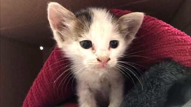 Крошечный котёнок из последних сил цеплялся за мусор, плавающий в канаве…