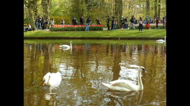 Кёкенхоф Нидерланды Keukenhof Netherlands