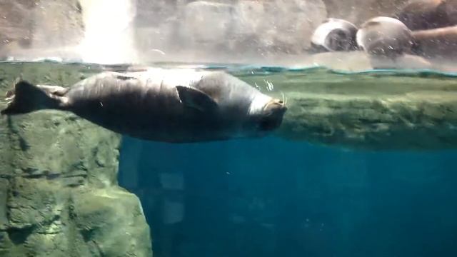 Морской котик смотреть онлайн