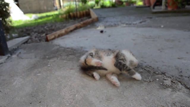 Простой способ успокоить котенка смотреть онлайн