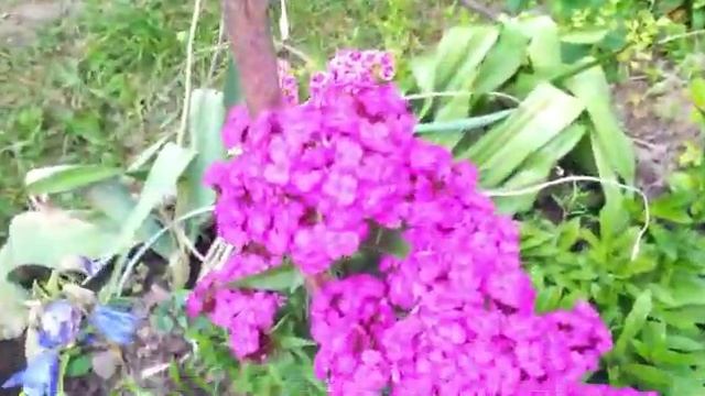 цветы у меня на даче ( flowers at my dacha ) смотреть онлайн