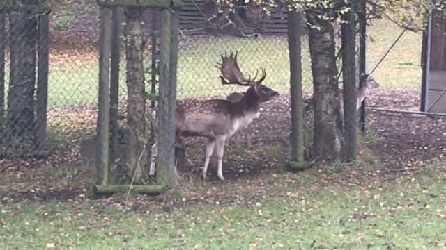 St. Gallen Rehe смотреть онлайн