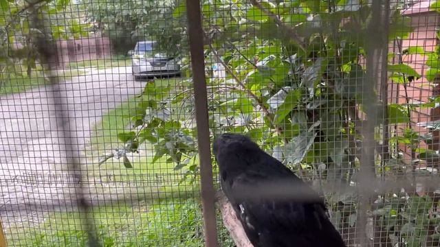 ВЛОГ. Вернулась в далекое прошлое. Встретили ВОРОНА. Кира скупает вещи. Подарок для собак. смотреть онлайн