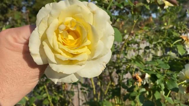 Best Yellow Rose and Red Rose смотреть онлайн