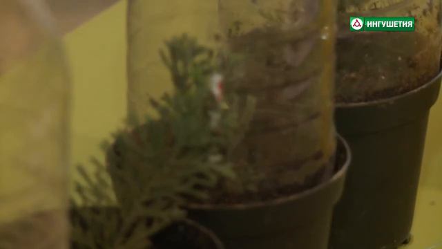 Рубрика. Размножение черенкование туи смотреть онлайн