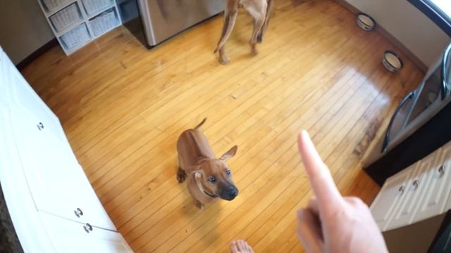 Rhodesian Ridgeback Training Guide смотреть онлайн