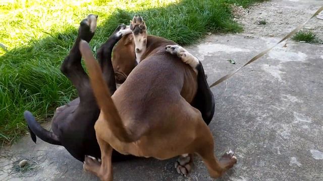 Встречаем Руну,Знакомство С Ричем.игры Питбулей смотреть онлайн