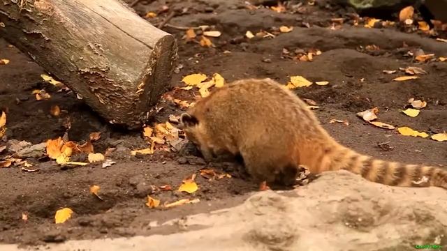 Сурикат (хищные мангустовые сурикаты) смотреть онлайн