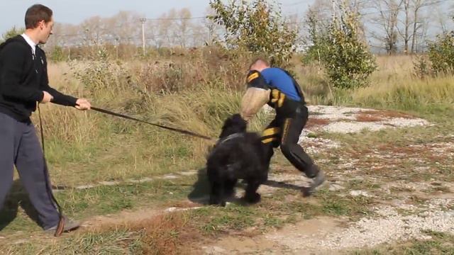 ЗКС, русский черный терьер Фанта смотреть онлайн