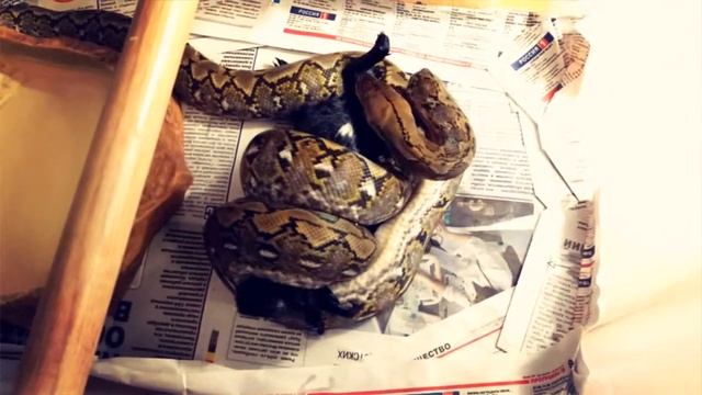 Джампейский Сетчатый питон и разморозка крольчатины смотреть онлайн