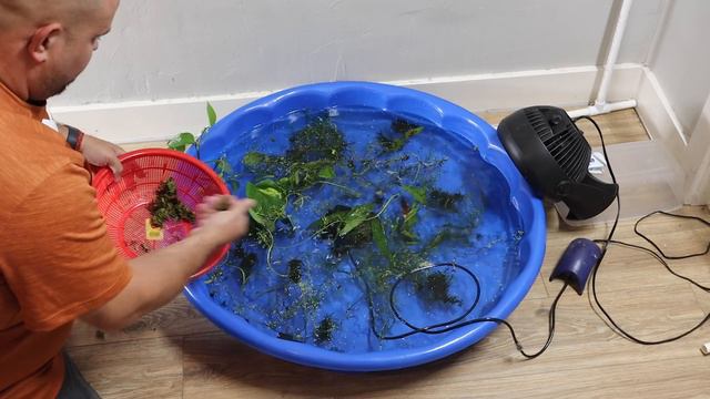 Breeding Axolotls In Pool Pond (Cheap DIY) смотреть онлайн