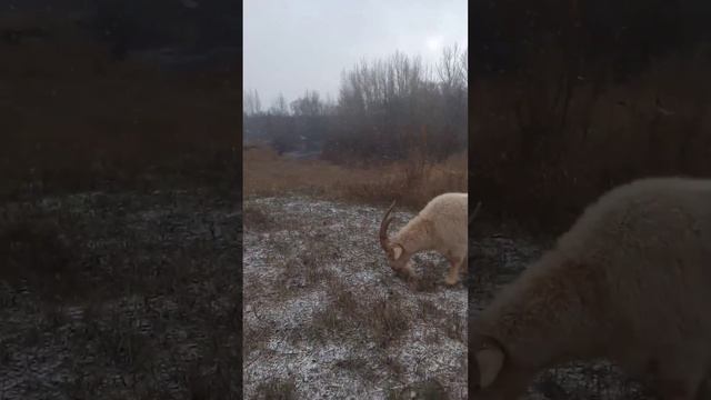 А зима будет смотреть онлайн