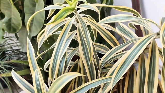 Care and Maintenance of Song of India/Dracaena Reflexa - by Susmita смотреть онлайн