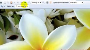 Paint.net Обрезать картинку, сделать круглой, прозрачный фон. Chironova.ru