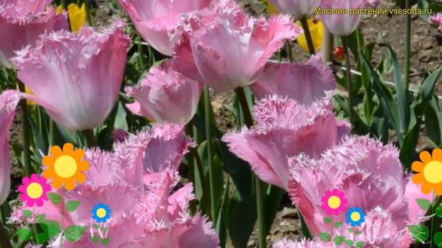 Тюльпан обыкновенный Сантандер. Краткий обзор, описание характеристик tulipa Santander смотреть онлайн