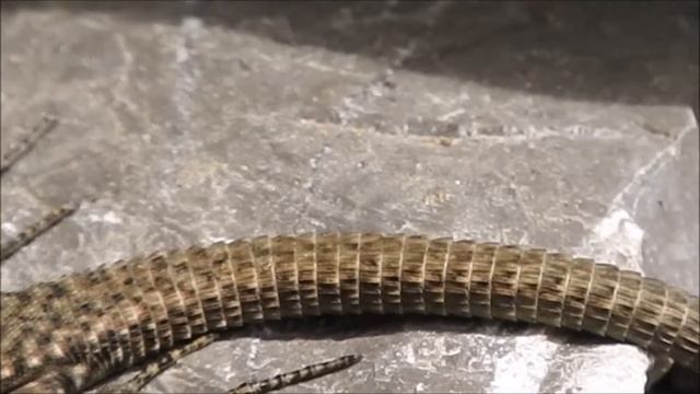Funny snake and litle lizard. Krimea lizard. Snake in garden. смотреть онлайн